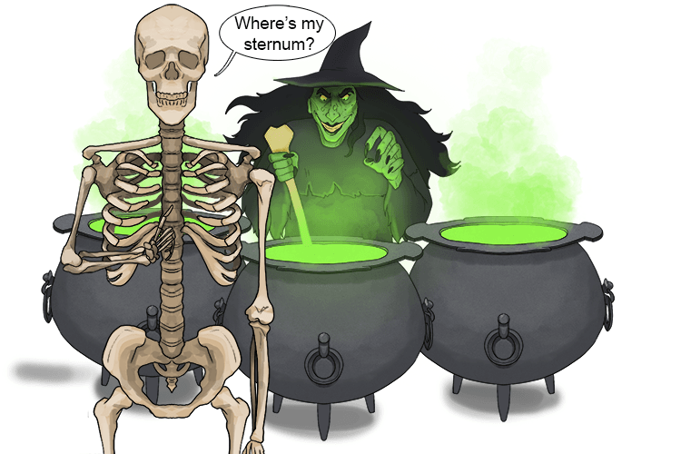The witch took the breastbone from the skeleton's chest to stir a number (sternum) of cauldrons.